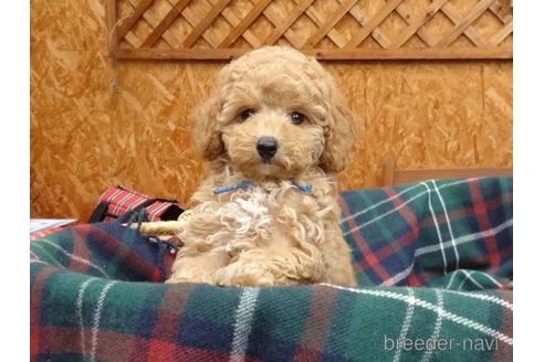 成約済の宮城県のトイプードル-152726の4枚目